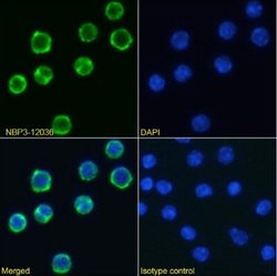 CD98 Rabbit anti-Mouse, Clone: RL388, Novus Biologicals:Antibodies:Primary